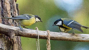 two yellow and black birds on tree branch macro photography, great tit
