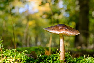 selective photography of brown mushroom