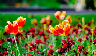 orange and red flowers in focus lens photography, scarborough HD wallpaper