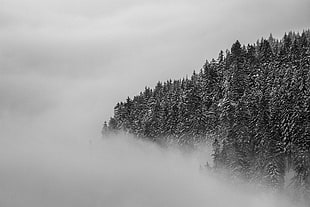 greyscale and landscape photograph of tree on a foggy setting