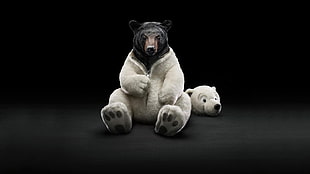 grizzly bear, bears, polar bears HD wallpaper