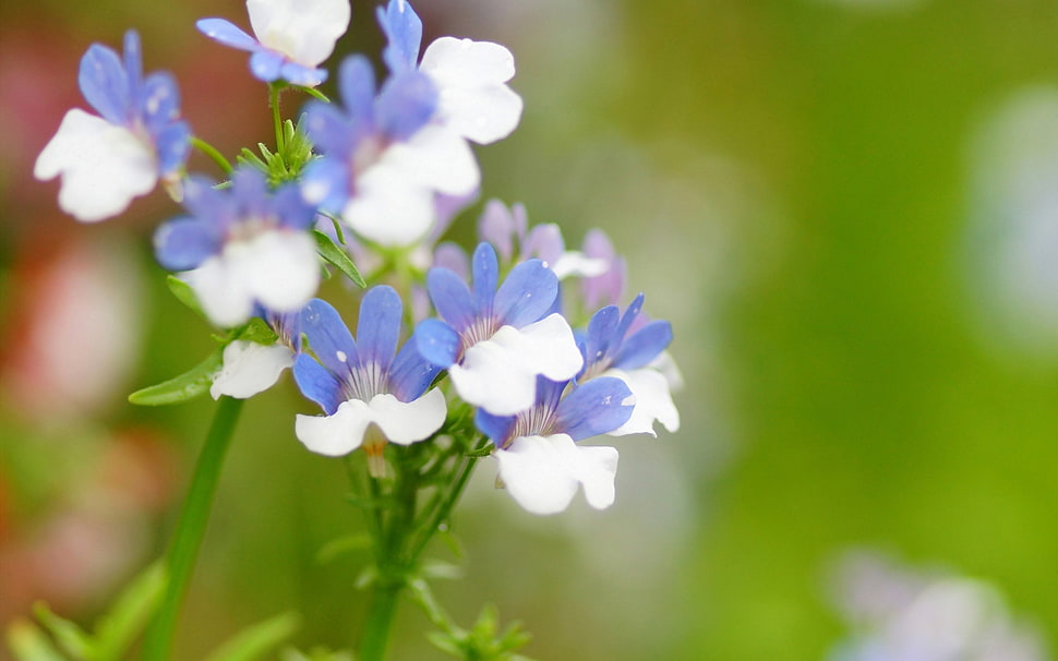 closeup photography of purple and white petaled flowers HD wallpaper