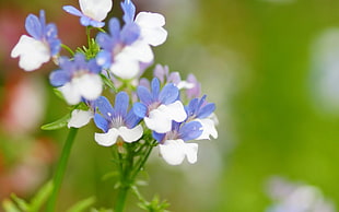closeup photography of purple and white petaled flowers