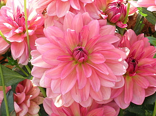 Dahlia,  Petals,  Pink,  Close up HD wallpaper
