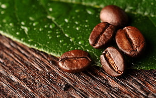 macro shot photo of five coffee beans on leaf