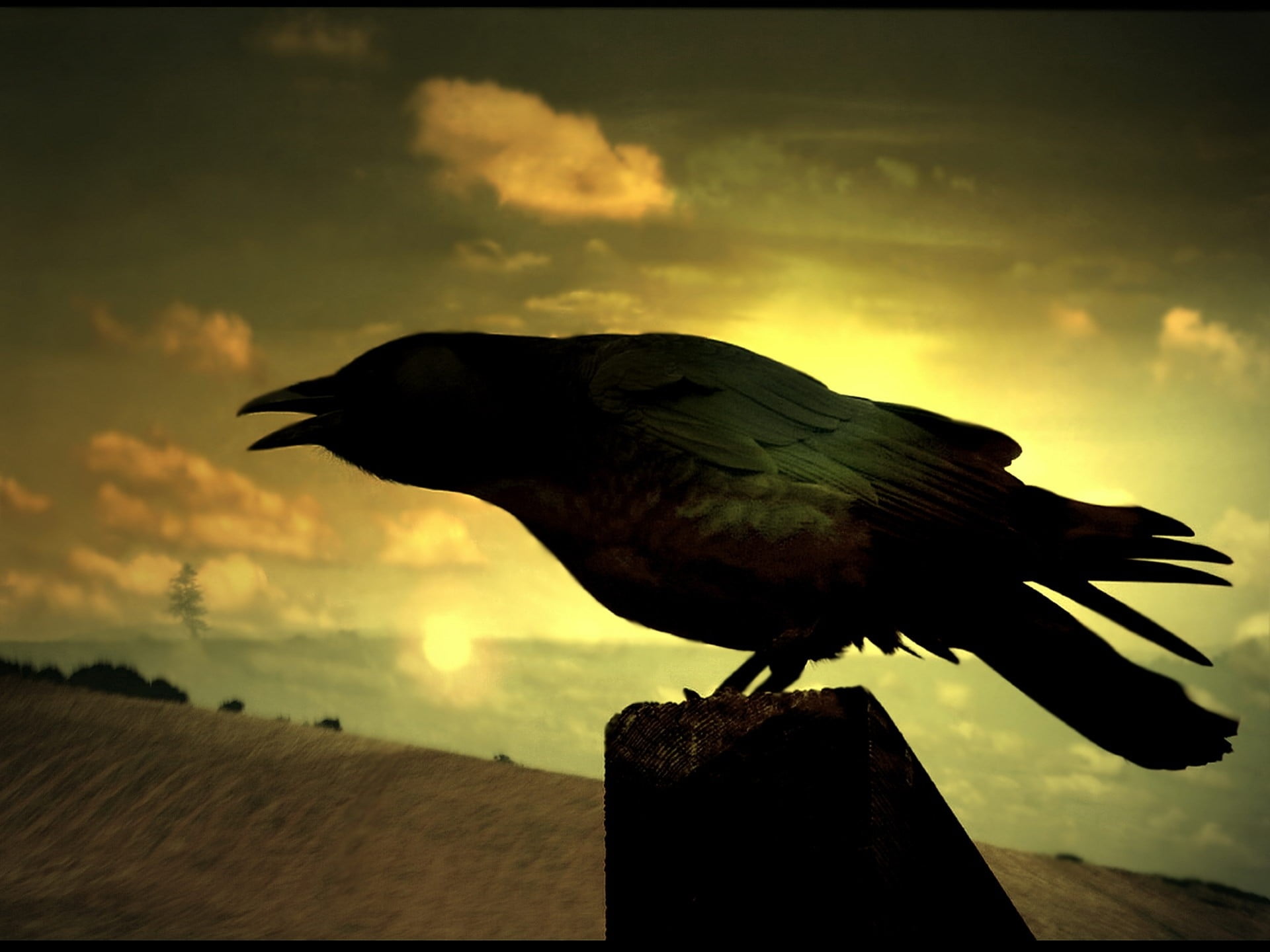 1280x768 resolution | blue bird, raven, crow, psychedelic, blue HD 