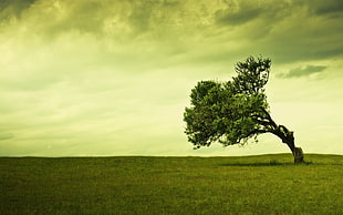 green leafed tree, trees, landscape, sky, grass