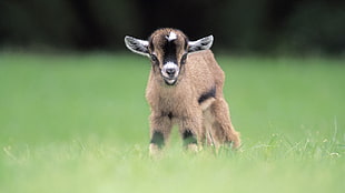 photo of brown goat, goats, animals, blurred, baby animals