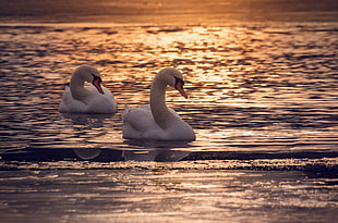 two white swan HD wallpaper