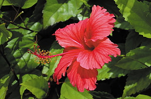 red hibiscus flower in closeup photo HD wallpaper