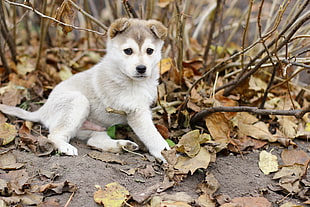 copper Siberian Husky puppy HD wallpaper