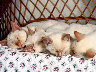 four white short-coated cats lying on floral cushion