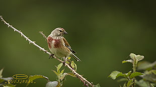 selective focus photography of brown throated bird standing on branch during daytime, linnet