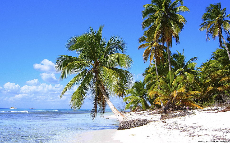 green coconut tree, nature, landscape, beach, palm trees HD wallpaper