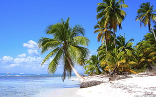 green coconut tree, nature, landscape, beach, palm trees
