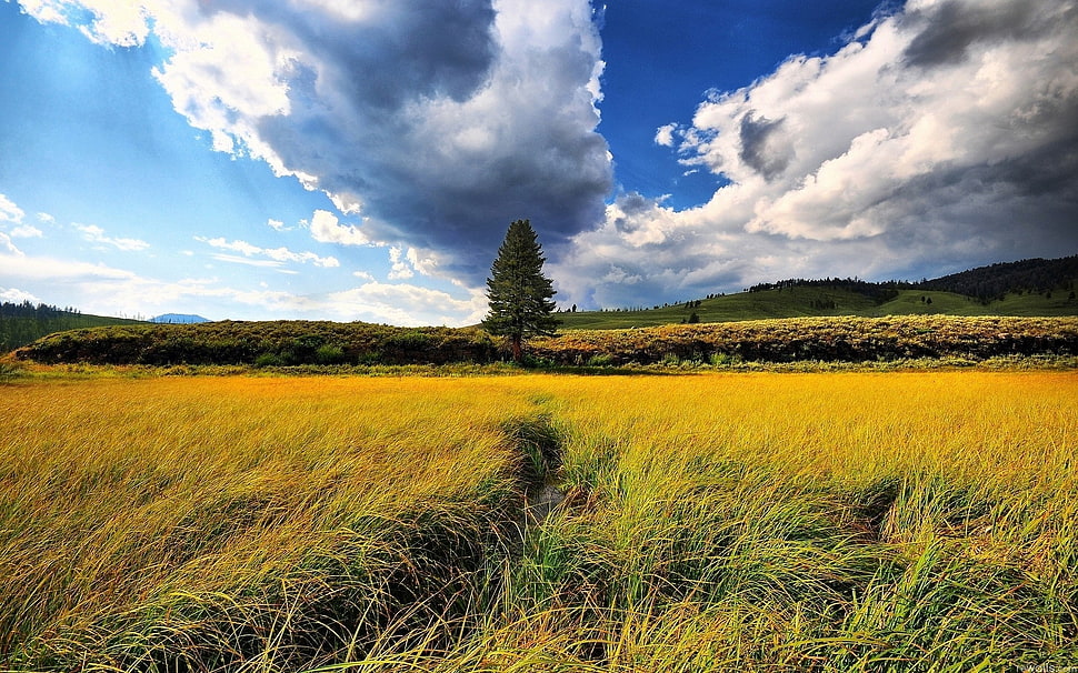 Wallpaper of green field HD wallpaper