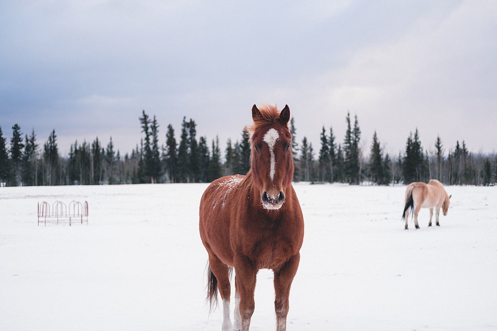 brown horse, Horse, Winter, Snow HD wallpaper