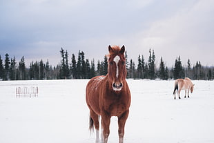 brown horse, Horse, Winter, Snow