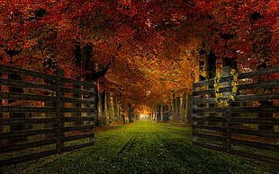brown wooden fence, nature, landscape, gates, path