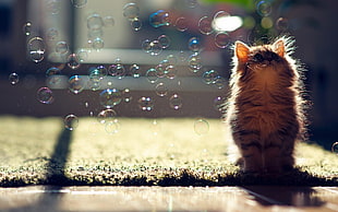 orange and black cat near bubbles during daytime