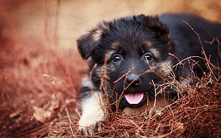 black and tan German Shepherd puppy