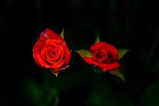 shallow focus photography of red rose HD wallpaper