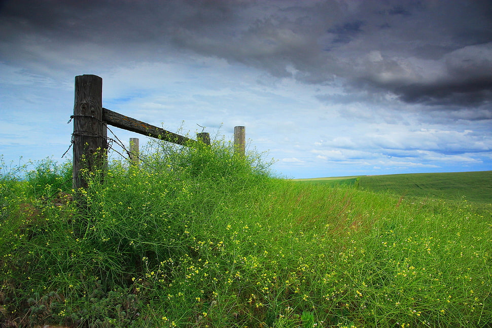 green grass HD wallpaper
