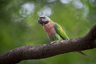 green parrot on tree trunk in autofocus photography, red-breasted parakeet