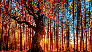 sun ray passing through trunk of trees HD wallpaper