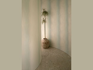 green potted indoor tree near wall