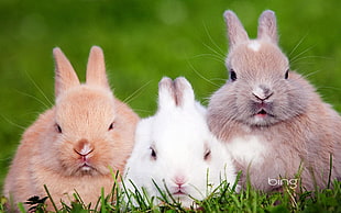 three rabbits on grass
