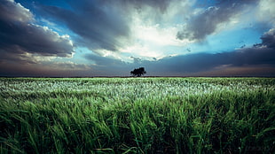 green grass field, Ivan Gorokhov, 500px, landscape, field