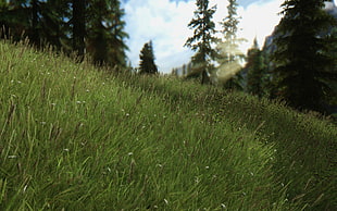 green grassfield, The Elder Scrolls V: Skyrim, grass, forest, nature HD wallpaper
