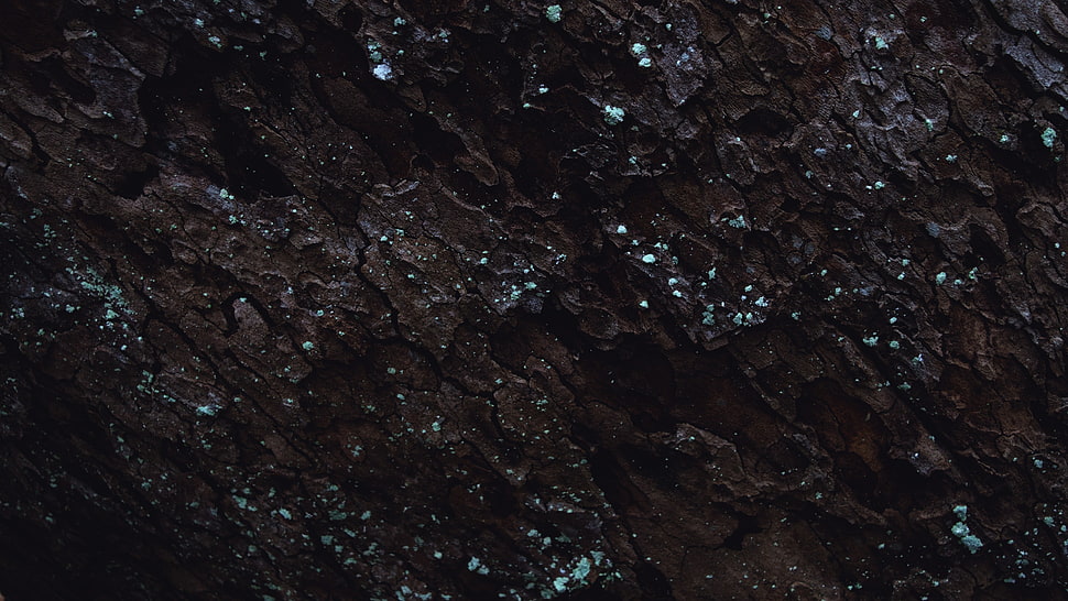 tree bark, moss HD wallpaper
