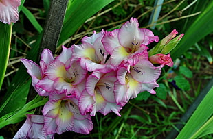 yellow, pink and white gladiola flowers on green stalk