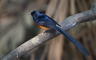 blue and orange hummingbird, nature, animals, birds