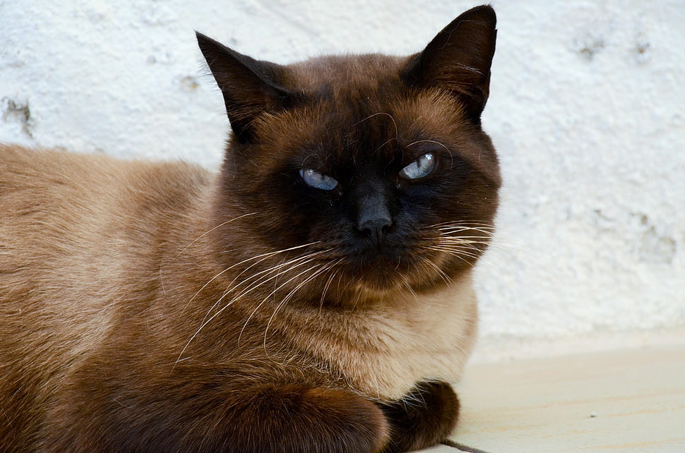 brown short-coated cat on gray surface HD wallpaper