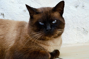 brown short-coated cat on gray surface