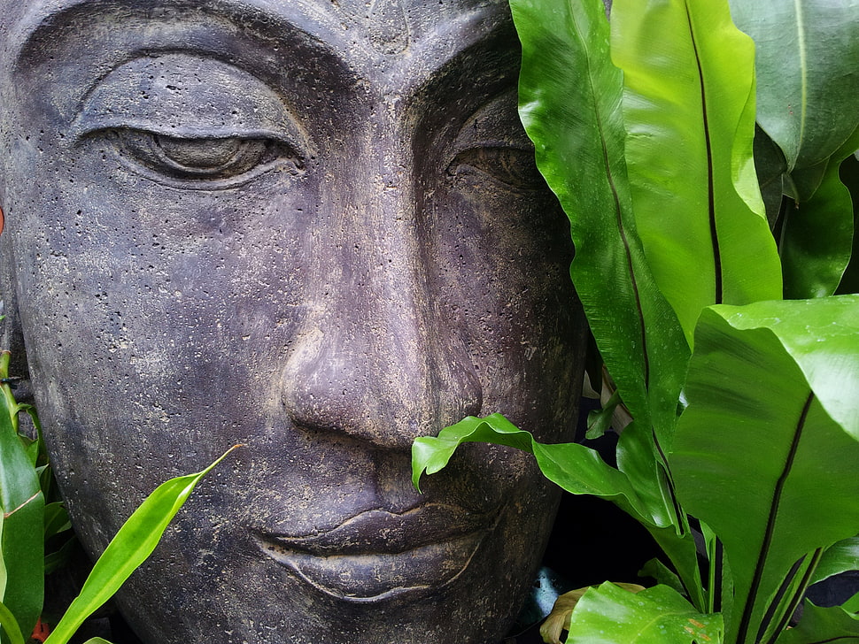 black totem mask beside green leaf plant HD wallpaper