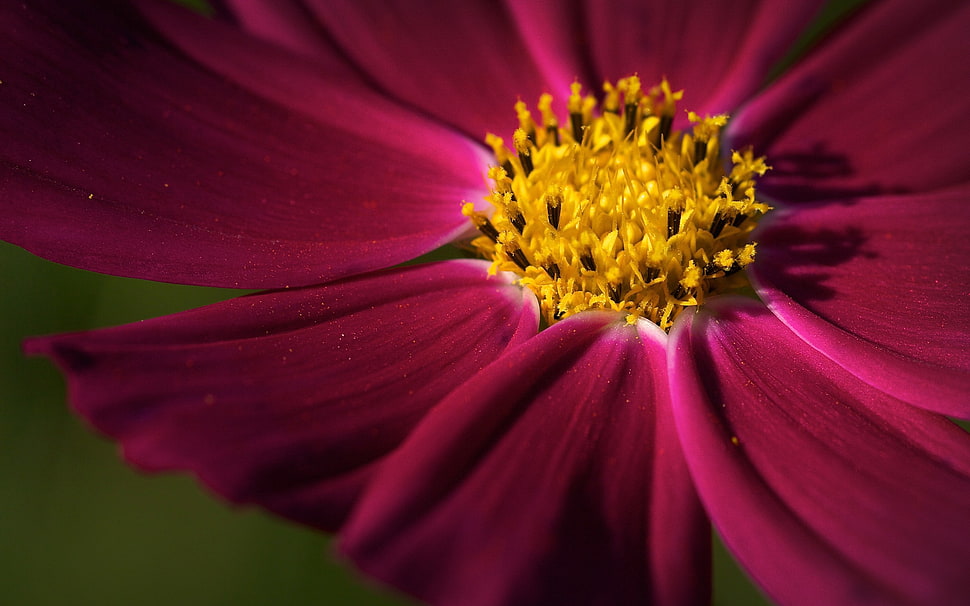 yellow and pink flower, nature, flowers, macro HD wallpaper