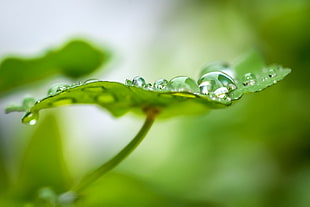 green leaf with water dew