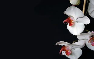 white moth Orchid flower HD wallpaper