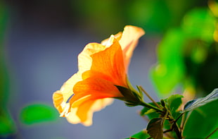 yellow hibiscus, orange