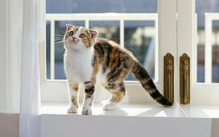 calico cat on window