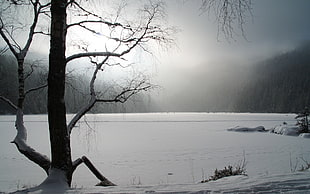 Tree,  Winter,  Lake,  Ice HD wallpaper