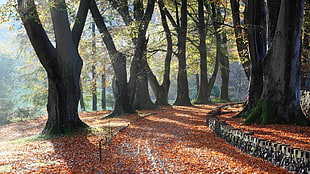 dried brown leaves, road, trees, leaves, fall