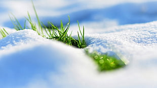 micro photography of snow and green grass