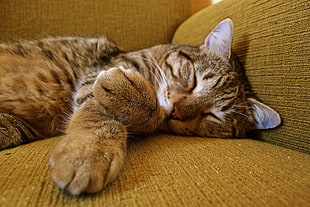 brow tabby cat sleeping on sofa