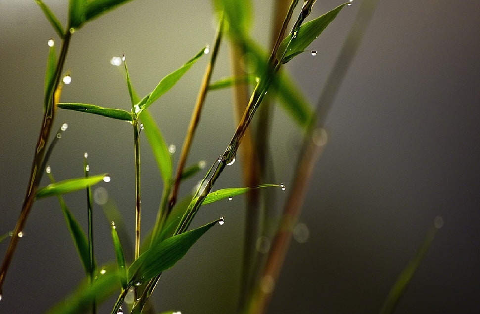 green leaf with water buds HD wallpaper