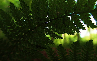 green leaf plant with black pot, nature, leaves, ferns